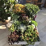 Lisà 2* Viareggio